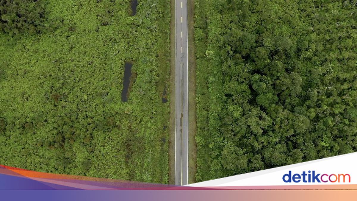 3 Perkara Kehutanan-Konservasi SDA yang Diputus Bebas PN Sintang Jadi Sorotan