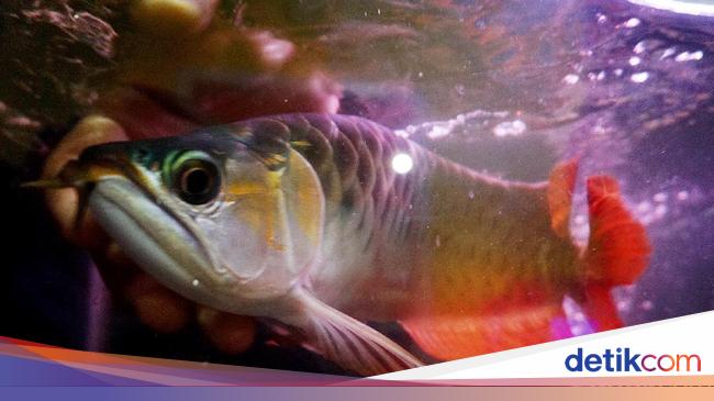 Keunikan Arwana Kalimantan Yang Hamil Malah Pejantan