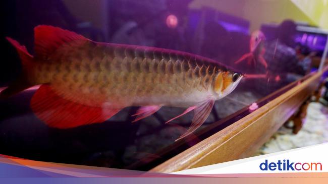 Polisi Usut Dugaan Korupsi Pengadaan Ikan Arwana Rp 4 5 M Di Kapuas Hulu