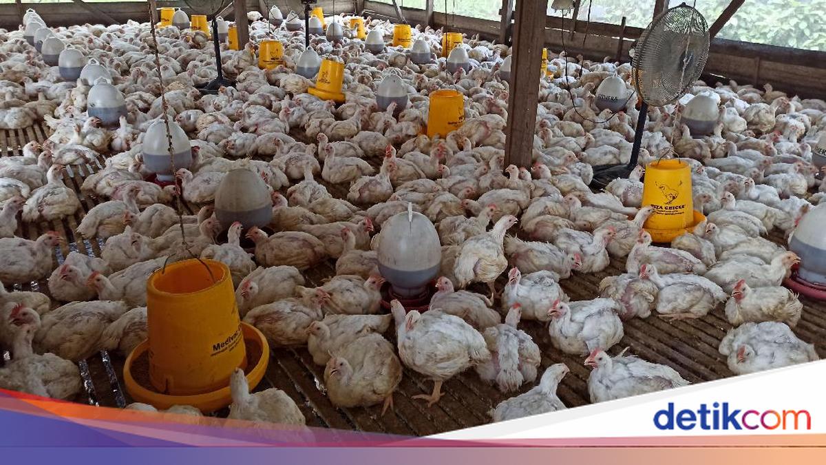 Pakan Mahal-Harga Ayam Tak Stabil, Peternak Minta Ini ke Pemerintah
