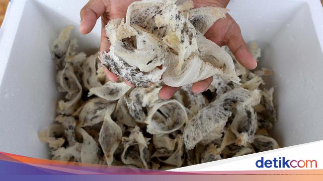 Harga Sarang Burung Walet RI Anjlok &amp; Ekspor Tersendat, Ini Biang Keroknya