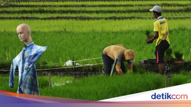 Apa Pengaruh Kondisi Alam Myanmar Terhadap Kegiatan Ekonomi Penduduknya Sebagian Besar Penduduk di Kawasan Asia Tenggara Bermata Pencaharian Apa?