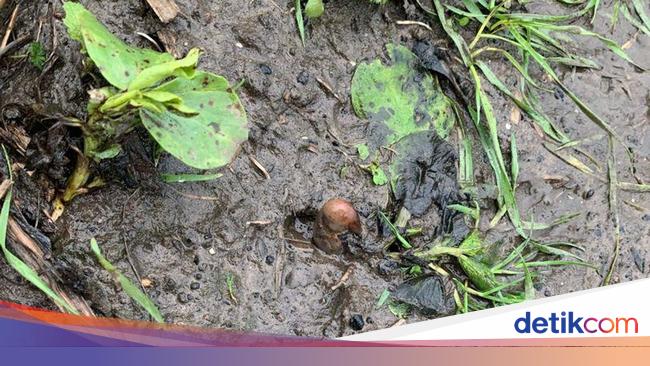 Temukan Kentang Mirip Kaki Manusia Wanita Ini Lapor Polisi