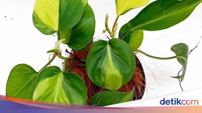 Mengenal Sirih Gading Tanaman Hias Pembersih Udara yang Mengenal Sirih Gading Tanaman Hias Pembersih Udara yang