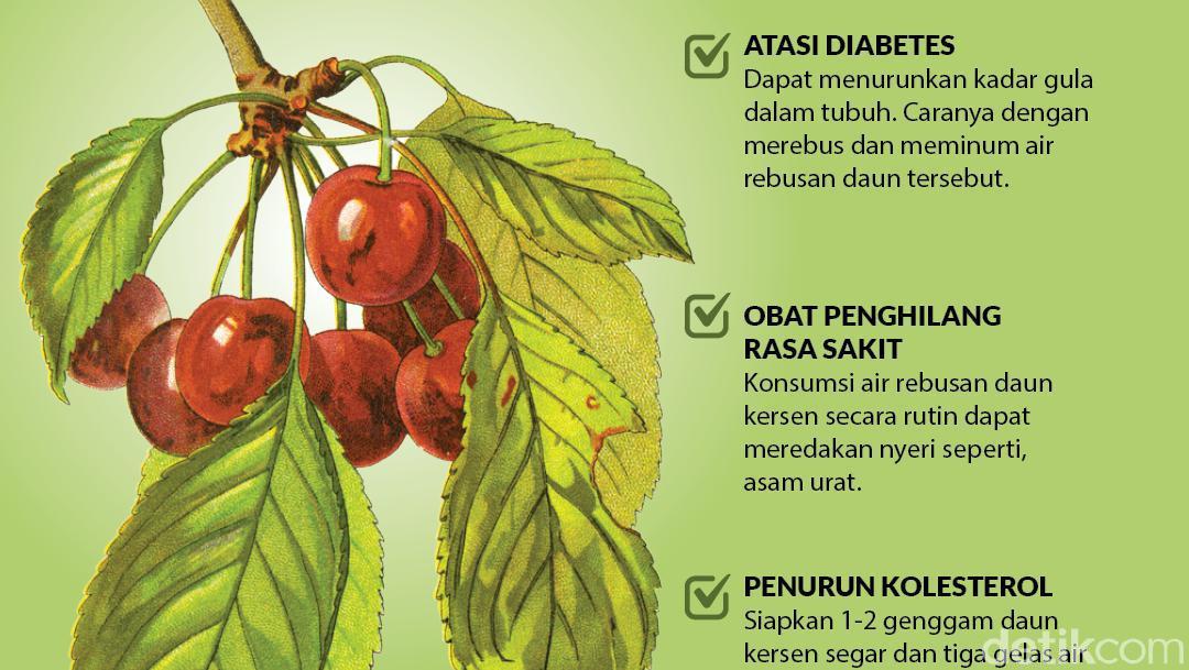 Mengenal Manfaat Daun Kersen Untuk Kesehatan