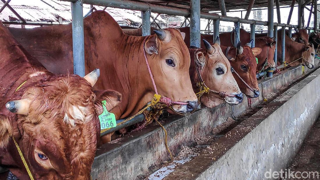 Alasan Sunan Kudus Larang Sembelih Sapi Saat Idul Adha