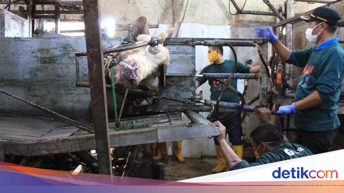 Harga Sapi Naik, RPH Kabupaten Bandung Tetap Bergeliat