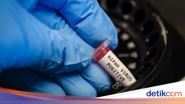 Infeksi Virus Nipah Asal Negara Gejala Adakah Kasusnya Di Indonesia