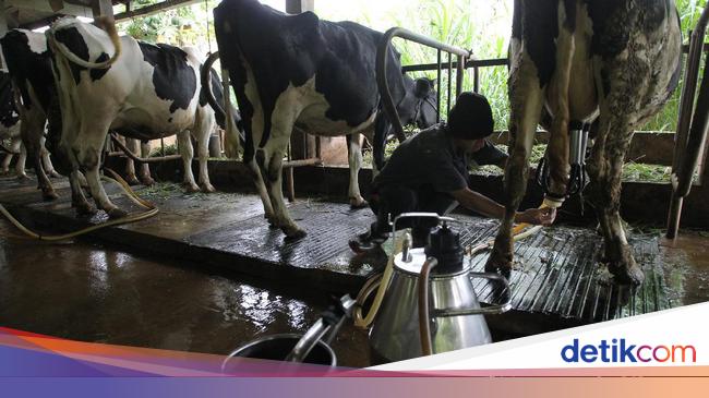 Daftar Negara Asal Impor 1 Juta Ekor Sapi Perah buat Makan Bergizi Gratis