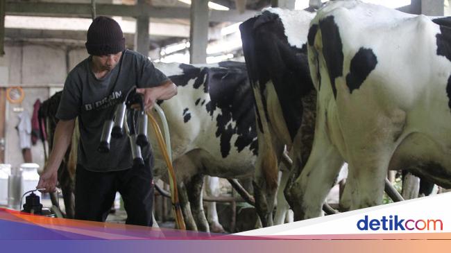 RI Impor 1 Juta Ekor Sapi Perah buat Makan Bergizi Gratis Mulai 2025