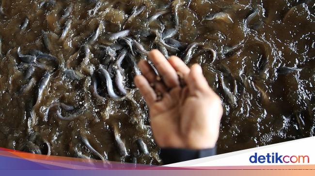 Rahasia Budidaya Lele di Terpal: Modal Kecil, Panen 3 Bulan, Bebas Bau!
