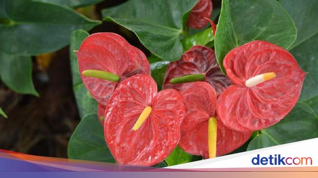 7 Jenis Tanaman  Hias  Anthurium Bunga Cantik Berwarna warni