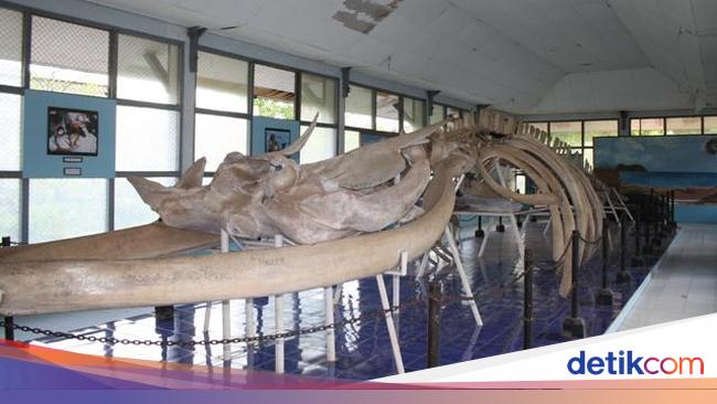 Melihat Kerangka Tulang Ikan Paus 18 Meter di Museum NTT