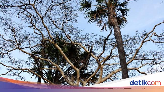 Secuil Padang Afrika di Ujung Timur Pulau Jawa