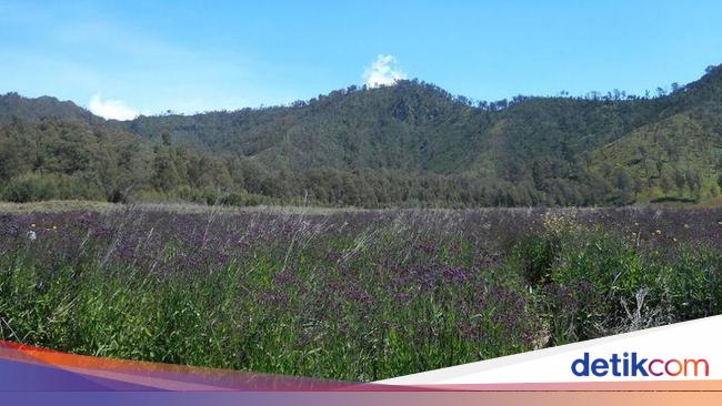 Bunga Ungu di Oro-oro Ombo Semeru Boleh Dipetik!