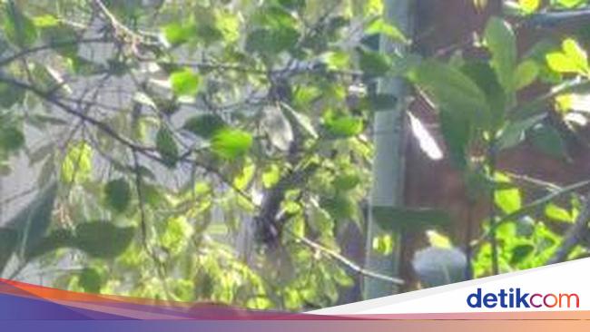 Mengunjungi Maskot  Dufan di Tarakan 