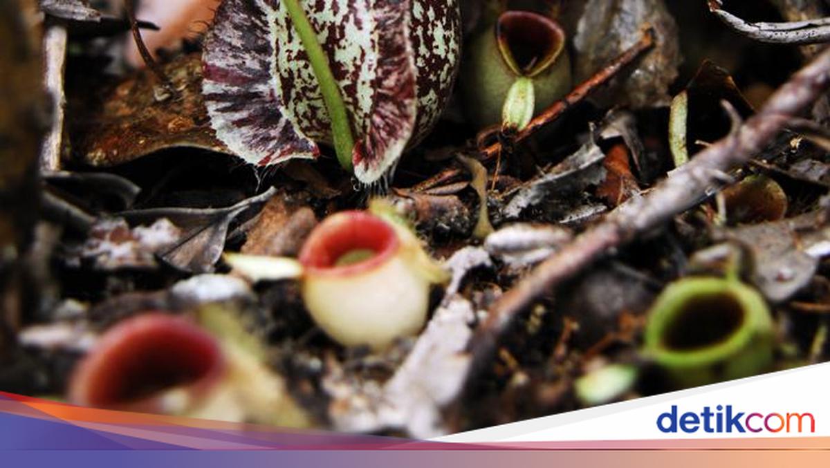 Menjelajahi 'Markas' Kantung Semar di Batam