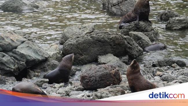 Pantai Ini Surganya Koloni Anjing Laut di Selandia Baru