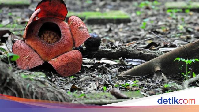 Yuk Ke Kebun Raya Bogor Bunga Rafflesia Sedang Mekar