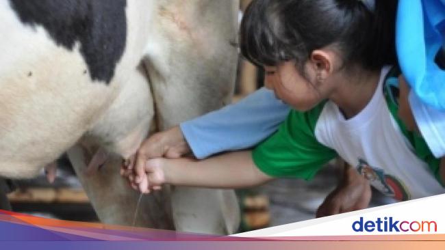 Yuk, Wisata Perah Susu Sapi di Bogor