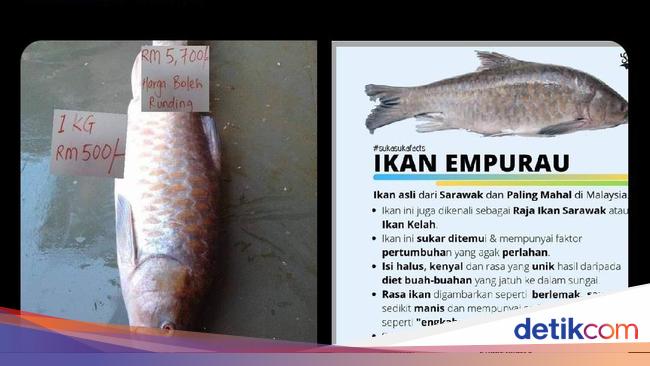 Wow The Price Of This Rare Fish Is Equivalent To The Iphone 12 Pro Max Netral News