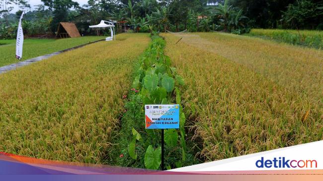 Ini Ciri ciri Dataran Rendah Manfaat dan Lokasinya Ini Ciri ciri Dataran Rendah Manfaat dan Lokasinya