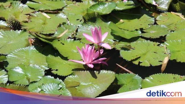 Belajar Motret di Taman Hutan Kota Banda Aceh