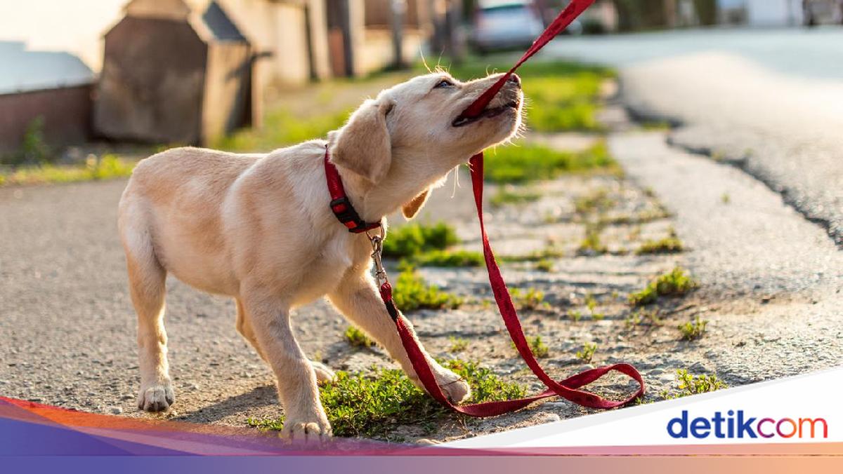 Dikejar dan Digigit Anjing, Pertanda Baik atau Buruk?
