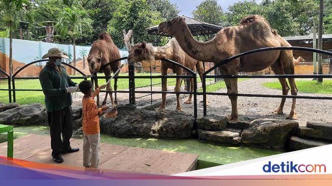 Panduan Berlibur ke Kebun Binatang Surabaya