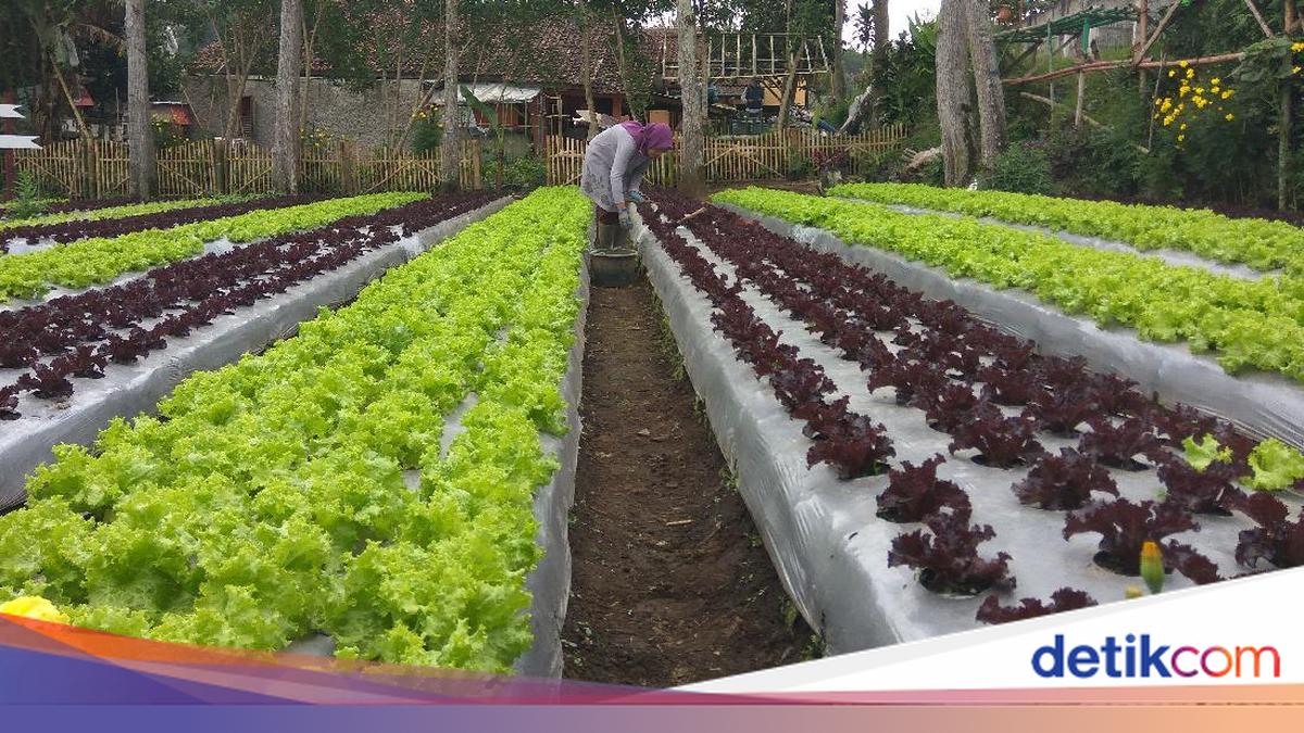 Menengok Agrowisata Lembang Bandung yang Dikelola Para Wanita Single Parent