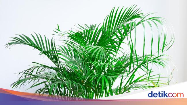 7 Tanaman Hias Pembawa Hoki Sesuai Feng Shui Diletakkan 7 Tanaman Hias Pembawa Hoki Sesuai Feng Shui Diletakkan