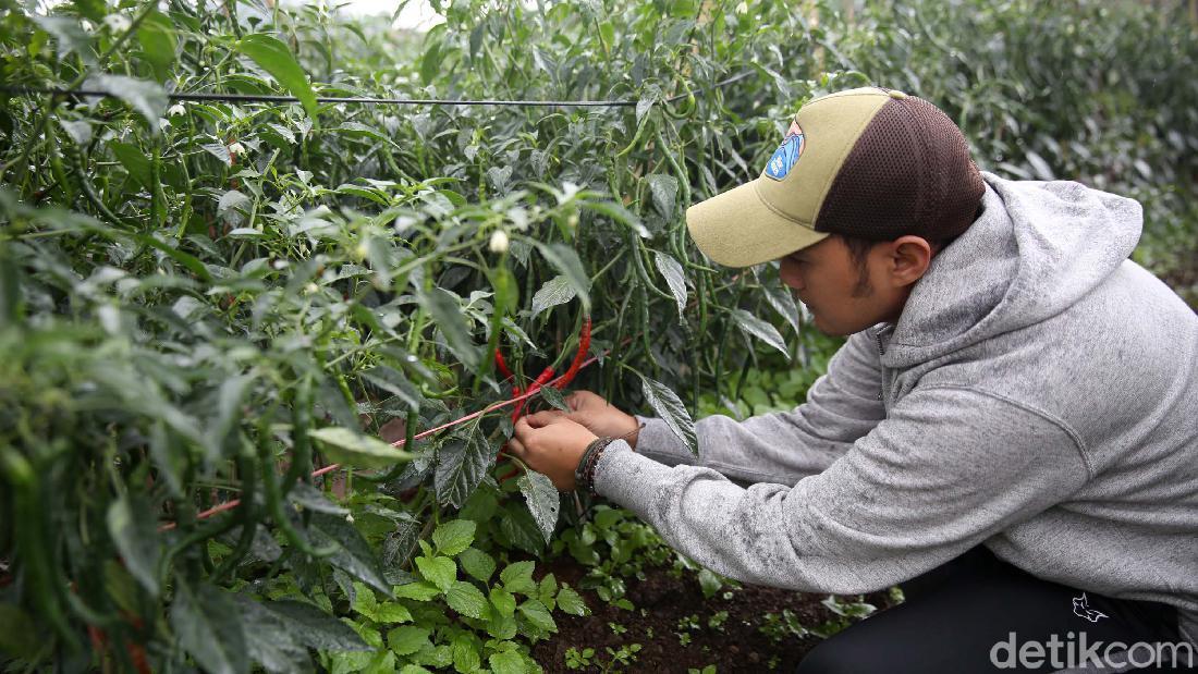 Mendorong Regenerasi Petani