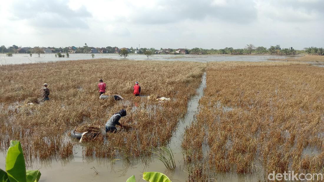 2.601 Hektare Tanaman Padi Di Kudus Puso Akibat Banjir