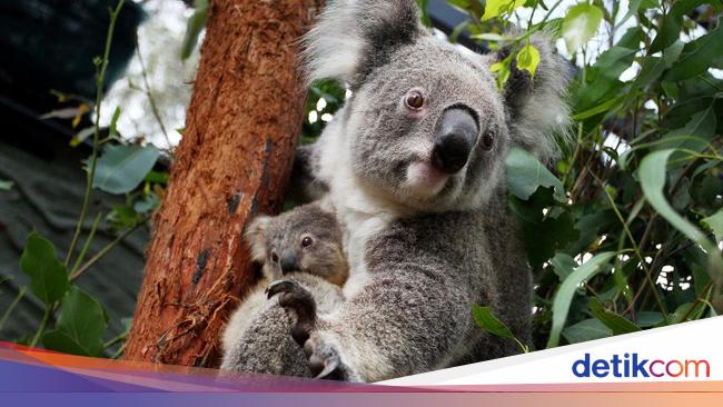 Nama Nama Hewan Dalam Bahasa Inggris Lengkap Sesuai Spesies Nama Nama Hewan Dalam Bahasa Inggris Lengkap Sesuai Spesies