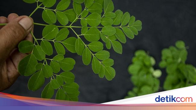 Bukan Mistis Ini 16 Manfaat Daun Kelor Untuk Kesehatan Cara Memasaknya Bukan Mistis Ini 16 Manfaat Daun Kelor Untuk Kesehatan Cara Memasaknya