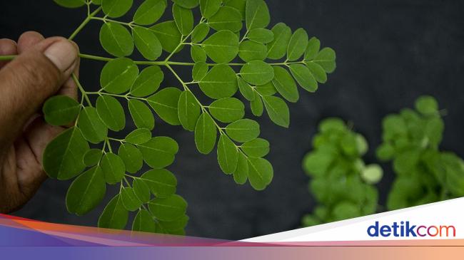 Bukan Mistis Ini 16 Manfaat Daun Kelor Untuk Kesehatan Cara Memasaknya Bukan Mistis Ini 16 Manfaat Daun Kelor Untuk Kesehatan Cara Memasaknya