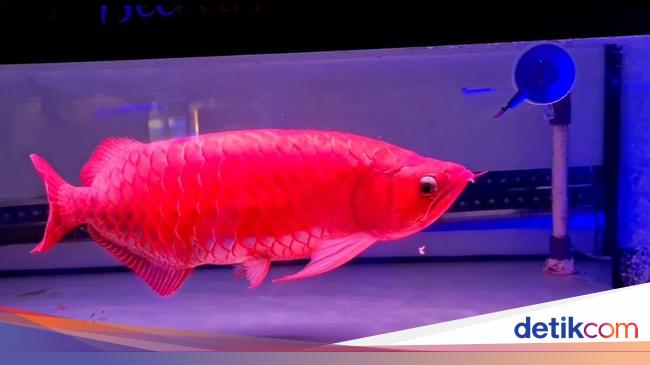 4 Jurus Rawat Arwana Super Red Biar Harganya Tembus Ratusan Juta