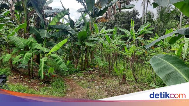 This is the land where the procurement made the Managing Director of Sarana Jaya a KPK suspect