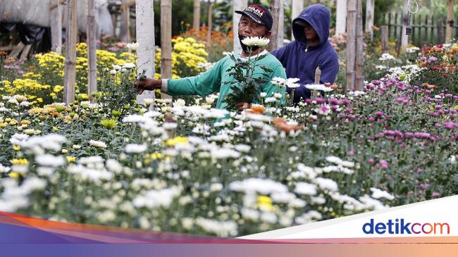 Usaha Petani Agar Krisan Tetap Mekar Di Tengah Sulitnya Pandemi