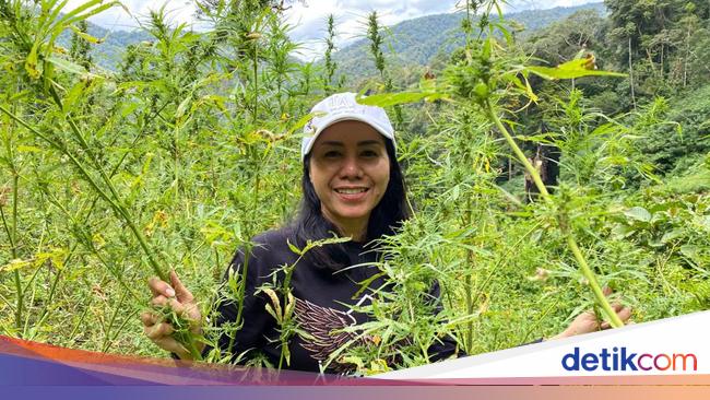 Kisah Jalan Terjal 3 Hari Kompol Ocha Ungkap Ladang Ganja 144,5 Ton