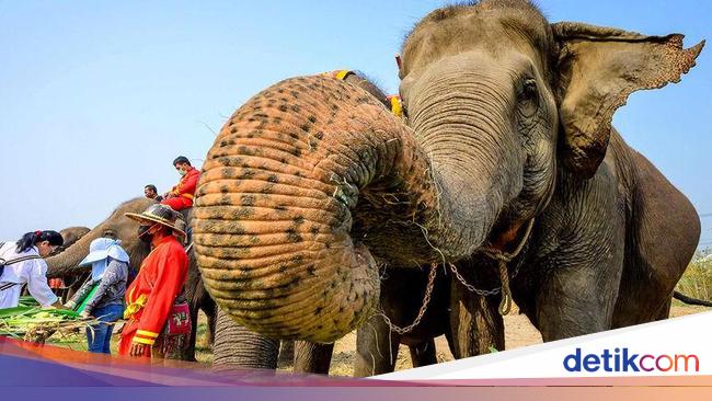 Niat Foto Bareng, Model Cantik Malah Digoda Gajah Sampai Bajunya Melorot
