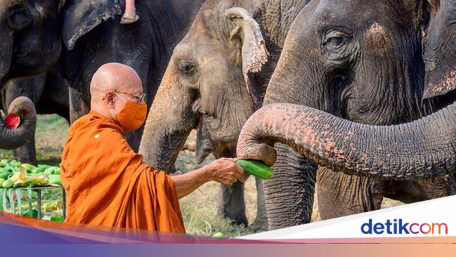 Thailand Dikenal Dengan Sebutan Negeri Gajah Putih Ini Alasannya