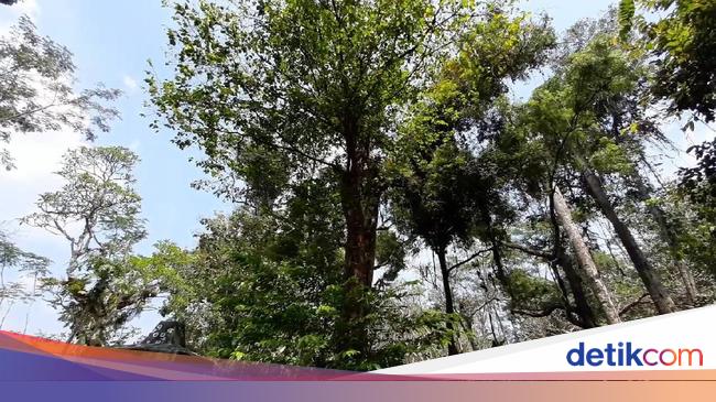 Kisah Pohon Tembaga Di Balik Sejarah Cikal Bakal Banyumas