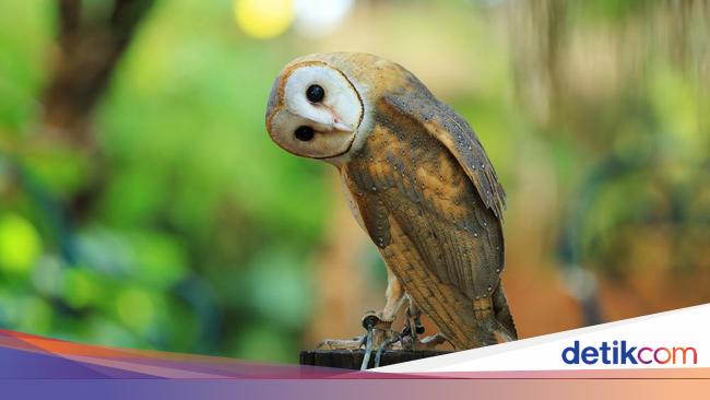Unik Petani Demak Basmi Tikus Andalkan Burung Hantu Unik Petani Demak Basmi Tikus Andalkan Burung Hantu