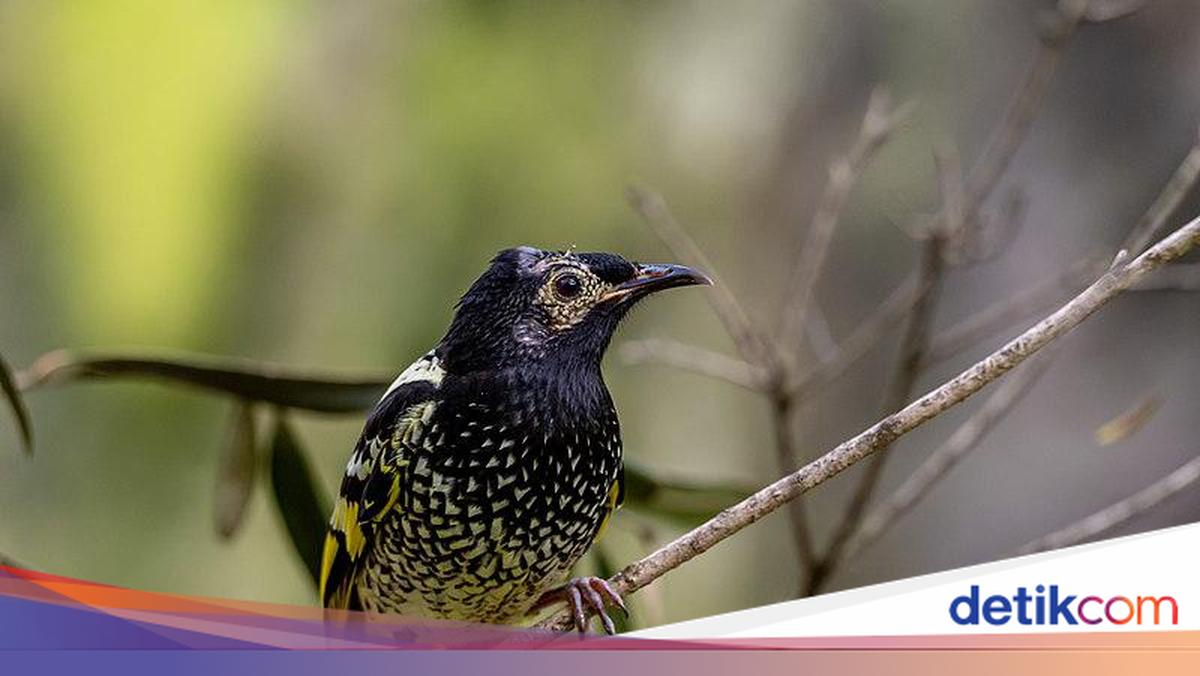 Kasihan, Burung Ini Hampir Punah Sampai Lupa Bernyanyi