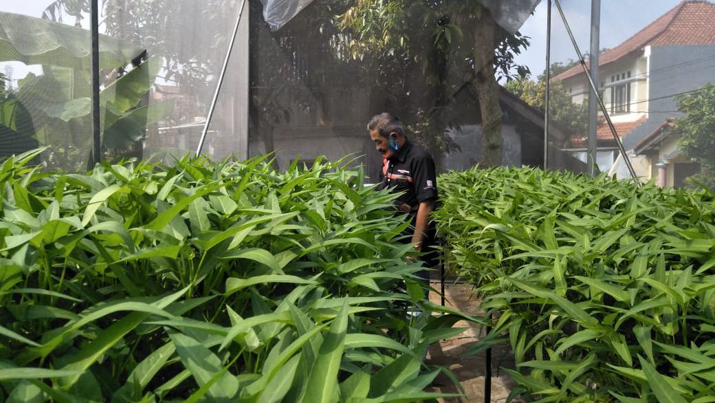 Cerita Sukses Warga Bandung Kembangkan Urban Farming