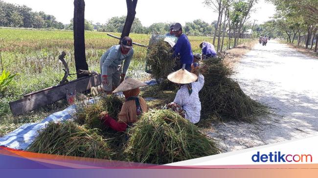 Petani Di Bojonegoro Merugi Gara Gara Harga Gabah Pemerintah Kok Impor Beras