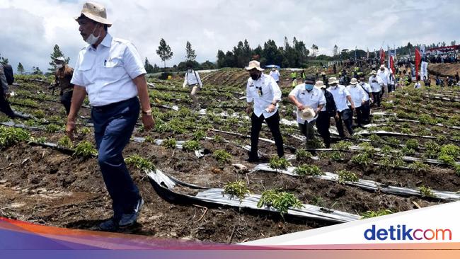 Panen Perdana Food Estate di Sumut, Luhut: 12% Belum Bagus