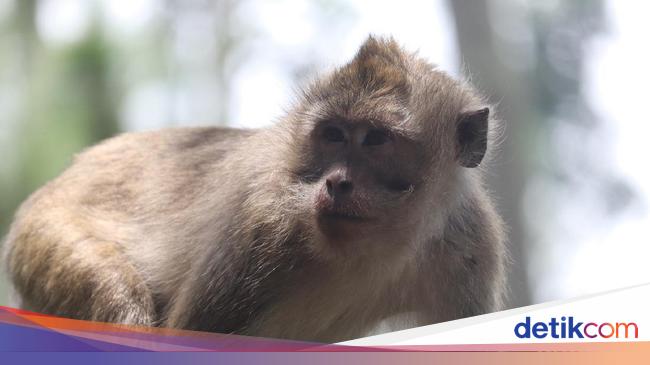 Facts of Monkey B Virus Appearing in China, Symptoms and Dangers