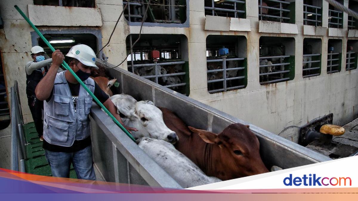 Terungkap! Ini Biang Kerok 150 Sapi Impor Australia Mati Saat ke RI